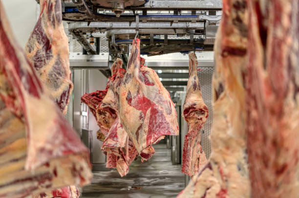 Chopped beef carcasses. Overhead conveyor for cow carcasses, meat production.